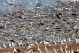 Snow Geese At Middle Creek #15