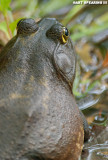 Bullfrog Closeup 2.jpg