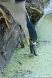 Black Crowned Night Heron Closeup