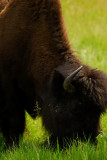 Bison