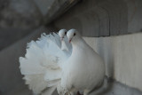 White Doves Of Castello Doria, Portovenere