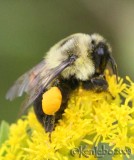 Bumble Bee with pollen Bombus vagans