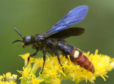 Scoliid Wasp Scolia dubia