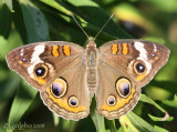 Common Buckeye