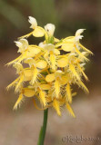 Yellow X White Fringed Orchis