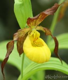 Yellow Ladys Slipper  Cypripedium calceolus