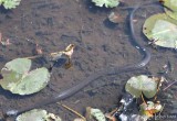 Northern Water Snake