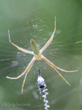 Argiope trifasciata? 