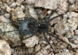 Wolf Spider - Pardosa sp. female with egg sac