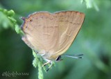 Golden Hairstreak