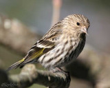 Pine Siskin