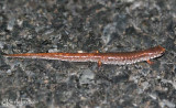 Four-toed Salamander crossing the road at French Creek.