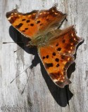 Eastern Comma