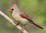 Northern Cardinal - female