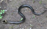 Northern Ringneck Snake