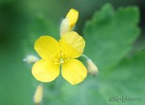 Celandine