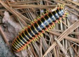 Woodland Millipede - Apheloria virginiensis - not an insect