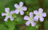 Wild Geranium