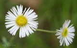 Robin's Plantain