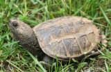 Northern Snapping Turtle