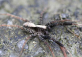 Brushlegged Wolf Spider Schizocosa ocreata