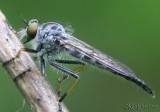 Robber Fly Neoitamus flavofemoratus