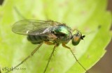 Long-legged Fly Dolichopus versutus