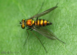 Long-legged Fly - Dolichopodidae