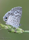 Cassius Blue