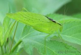 Oblong-winged Katydid