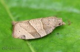 Woodgrain Leafroller Moth Pandemis lamprosana #3593