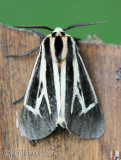 Harnessed Moth Apantesis phalerata #8169