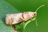 Acrobasis angusella #5673