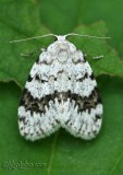 Little White Lichen Moth Clemensia albata #8098