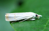 Graceful Grass-veneer Moth Parapediasia decorellus #5450