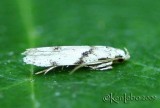 Stripe-backed Moth Arogalea cristifasciella #1851