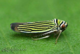 Tylozygus Leafhopper