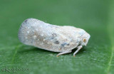 Flatid Planthopper