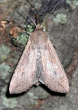 Armyworm Moth Pseudaletia unipuncta #10438