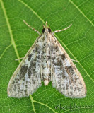 Palpita arsaltealis #5222