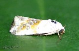 Olive-shaded Bird-dropping Moth Tarachidia candefacta #9090