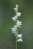 Slender Ladies' Tresses Spiranthes gracilis