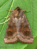 Bronzed Cutworm Moth Nephelodes minians #10524