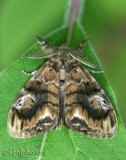 Definite Tussock Moth Orgyia definita #8314