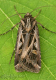 Dingy Cutworm Moth Feltia jaculifera #10670