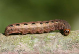 Large Yellow Underwing Noctua pronuba