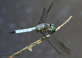 Blue Dasher Pachydiplax longipennis