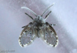 Moth Fly