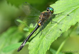 American Emerald Cordulia shurtleffii