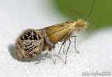 Ridings Fairy Moth <i>Adela ridingsella</i> #0228